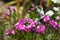 Pollen bumblebee collects limonium nectar, funny big insect covered with pollen sits on a pink summer flower