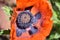 Pollen In the Center of an Oriental Poppy