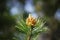 Pollen Cones of Pinus contorta - Lodgepole Pine