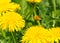 Pollen covered bee flying away from dandelion