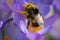 Pollen covered Bee on a winter crocus.