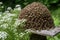 pollen-covered beehive surrounded by buzzing insects