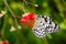 Pollen covered black and white butterfly on red flower