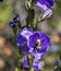 Pollen covered Bumblebee  feeding on a blue Campanula flower