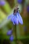 Pollen-covered fly Perched on Siberian Squill Flowers