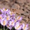 Pollen covered honey bees Apis mellifera check out pale lavender crocus blossoms for nectar and pollen in early spring