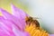 Pollen Covered Honeybee