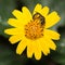 Pollen covered insect in a yellow daisy flower