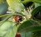 Pollen covered red ladybird