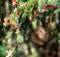 Pollen falling from conifer tree