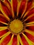 pollen filled center of a glowing petals of a bright gold and red gazania