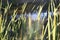 Pollen flies with flowering bulrushes