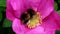 Pollen gathering earth bumblebees in Rugosa Rose