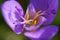 Pollen grains on Crocus stamen