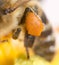 Pollen honey bee on the paw. super macro