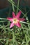 Pollen-laden colorful `Mexican Lily` in vivid Magenta open and pointing to the Sun.