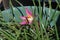 Pollen-laden colorful `Mexican Lily` in vivid Magenta, wide open .