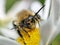 Pollen laden honeybee closeup