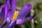 Pollen-laden orange stamen of a crocus flower