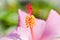 Pollen of pink hibicus, flower, pink chinese rose,pink shoe flo