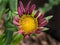 Pollen of Pink Striped White Gazania Blooming