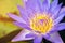 Pollen purple lotus