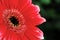 pollen of red daisy gerbera flower ,  soft focus