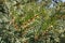 Pollen releasing male cones on branches of yew