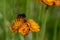 Pollen stuck to the fur of a red-tailed bumblebee, bombus lapidarius from a fox and cubs wildflower, also known as  orange hawk
