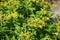 Pollen wasp flies over the flowers of Sedum ellacombianum, a flowering plant in the family Crassulaceae. Berlin, Germany