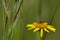 Pollen wasp or Pseudomasaris vespoides, Satara,