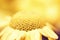 Pollen yellow daisy in closeup. Beautiful macrophoto. Copy space