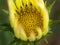 Pollen of Yellow Gazania Blooming