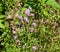 Pollinated Thistle Blossoms