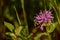 Pollinating Bee on a Purple Bee Balm Blooming