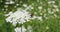 Pollinating Bee on Wild Carrot Flower