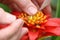 Pollinating a Bromeliad