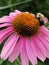 Pollinating bumblebees on flower