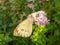 A pollinating butterfly on the garden