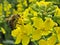 A pollinating insect, honey bee on a rapeseed inflorescence. Pollination in progress.