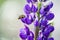 Pollination. Bee flies and collects nectar from a purple lupine.