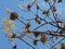 The Pollination Blooms of a Japanese Maple Tree