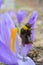 Pollination, bumblebee on early spring Saffron flower