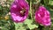 Pollination of a bumblebee looking for nectar on a pink flower head