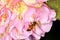 Pollination: Closeup of Pink Ball Dombeya with bee