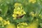 Pollination of flowers the bee collects nectar for honey pollinates the yellow flower disintegrates. Spring flowering pollination