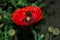 Pollination of flowers by insects. Bumblebee Latin: Bombus on red flowers poppy Latin: Papaver in garden. Precise selective