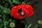 Pollination of flowers by insects. Bumblebee Latin: Bombus on red flowers poppy Latin: Papaver in garden. Selective soft focus