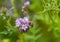 Pollination of flowers. Small purple flowers. Seasonal vegetation. Wild plants. Nature in a natural setting. Flowers near the fore