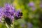 Pollination of flowers. Small purple flowers. Seasonal vegetation. Wild plants. Nature in a natural setting. Flowers near the fore